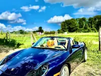 Second-hand Porsche 986 Boxster 252 CP (185 kW) 2000 Albastru Cabrio