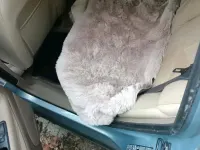 Gebraucht Volvo V70 170 PS (125 kW) 2001 Blau Kombi