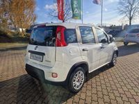 Gebraucht Fiat Panda 69 PS (50 kW) 2023 Weiß Kleinwagen