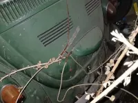 Gebraucht VW Beetle 60 PS (44 kW) 1970 Grün Kleinwagen