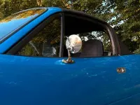Gebraucht Mazda MX5 131 PS (96 kW) 1993 Blau Cabrio