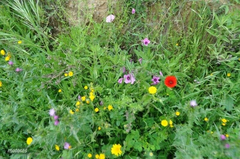 Usado Mercedes 280 160 CV (117 kW) 1973 Verde Coupe