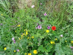 Marrón Usado 2005 Mercedes Viano Monovolumen | 15.700 € (Un poco caro)