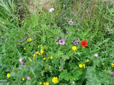 Verde Usado 1973 Mercedes 280 Coupe | 19.700 €