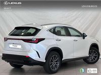 Usado Lexus NX300 245 CV (180 kW) 2024 Blanco SUV