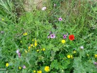 Usado Alfa Romeo GTV 131 CV (96 kW) 1982 Negro Coupe