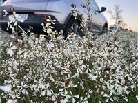 Usado Opel Grandland X Business Edition 130 CV (95 kW) 2023 Gris / plata SUV