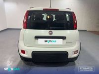 usado Fiat Panda 1.0 Gse City Live Hybrid