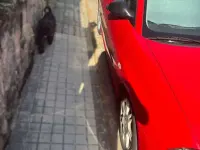 Usado Seat Ibiza 75 CV (55 kW) 2004 Rojo Utilitario