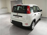 usado Fiat Panda PANDA -Hybrid 1.0 51kw (70CV)