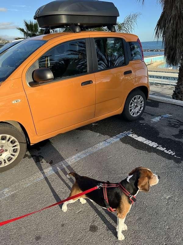 Usata Fiat Panda Easy 69 CV (50 kW) 2020 Utilitaria