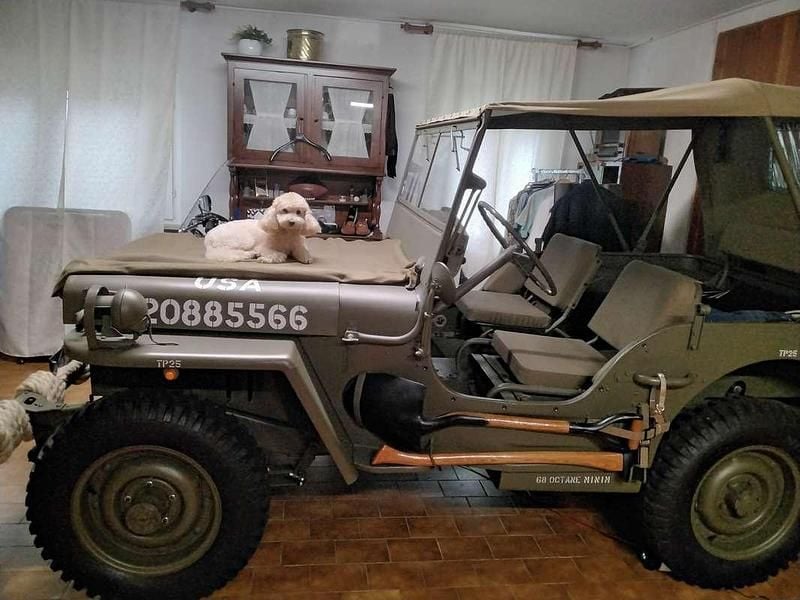 Usata Jeep Willys 73 CV (53 kW) 1954 Verde SUV