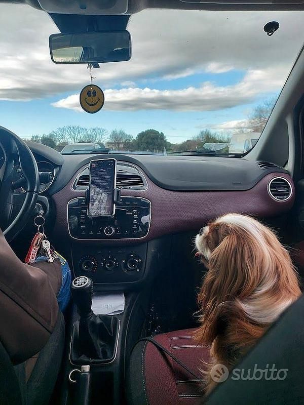 Usata Fiat Punto Evo Active 75 CV (55 kW) 2010 Utilitaria