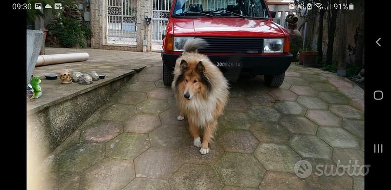 Usata Innocenti Mini 12 CV (8 kW) 1981 Utilitaria