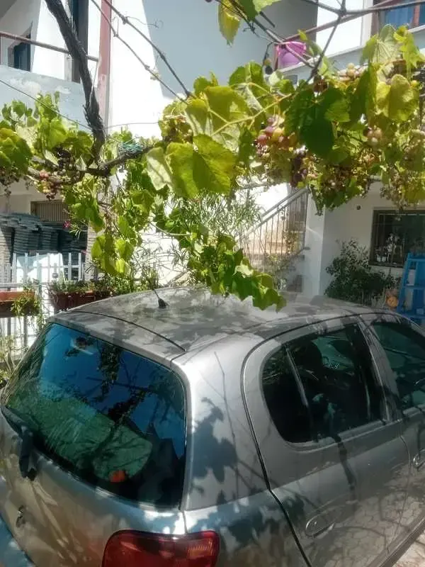 Usata Toyota Yaris 68 CV (50 kW) 2003 Berlina