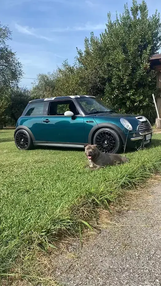 Usata Mini Cooper 75 CV (55 kW) 2004 Bluazzurro Utilitaria