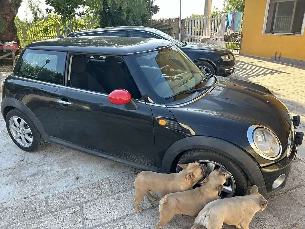 Usata Mini Cooper D 109 CV (80 kW) 2010 Utilitaria