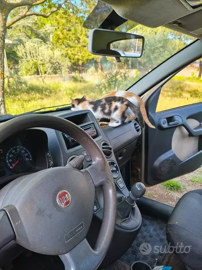 Usata Fiat Panda 4x4 69 CV (50 kW) 2009 Grigio Utilitaria