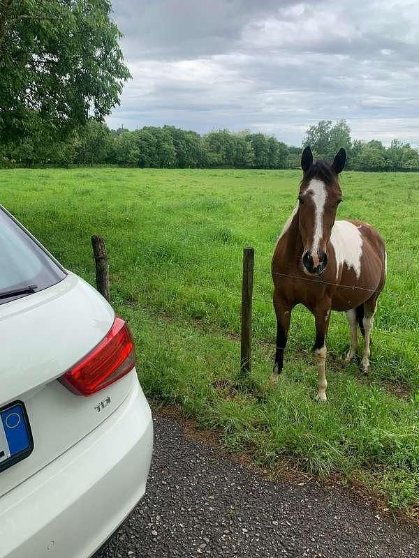 Usata Audi A1 Ambition 90 CV (66 kW) 2013 Bianco Utilitaria