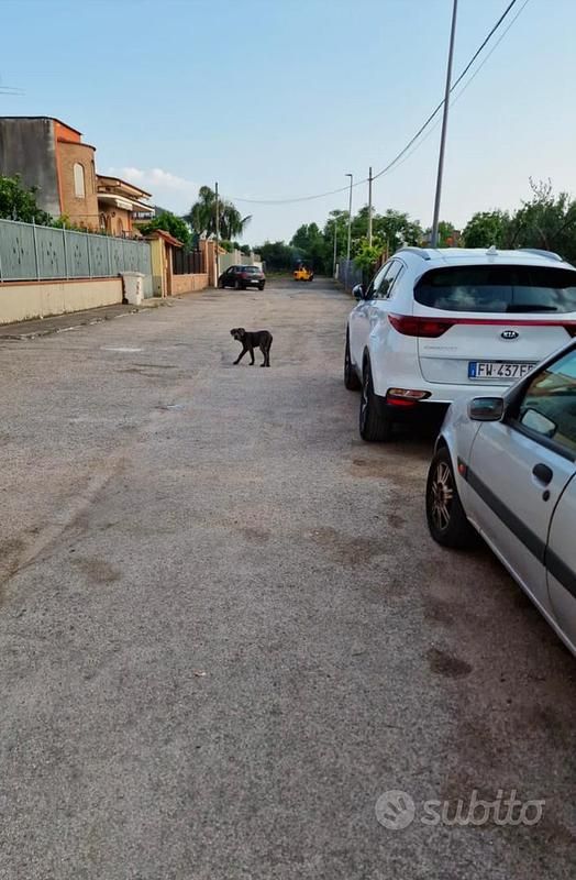 Usata Kia Sportage 132 CV (97 kW) 2022 Bianco SUV