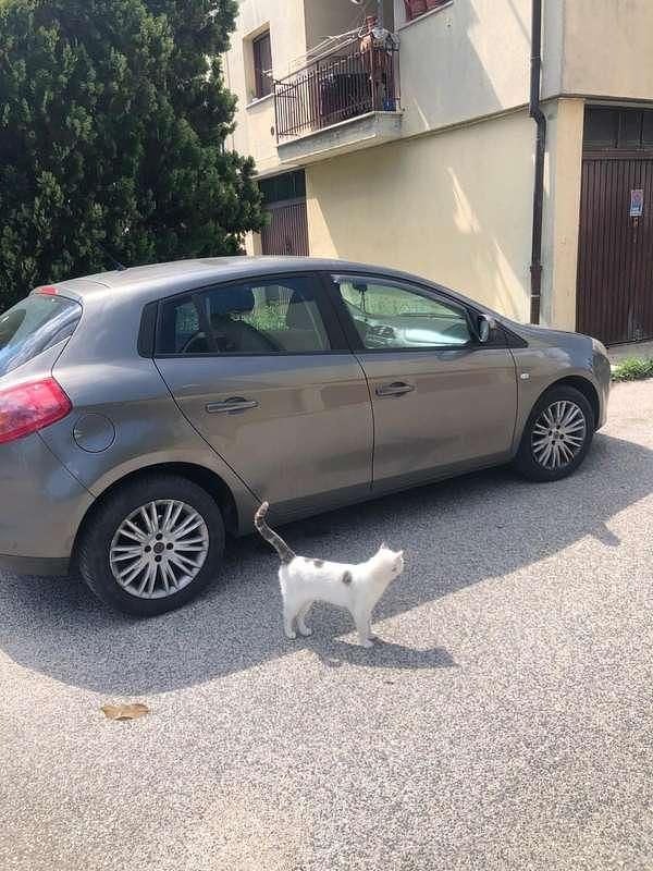 Usata Fiat Bravo Active 120 CV (88 kW) 2008 Utilitaria