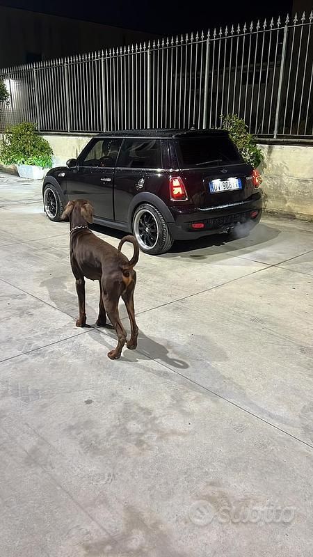 Usata Mini Cooper S 2009 Utilitaria