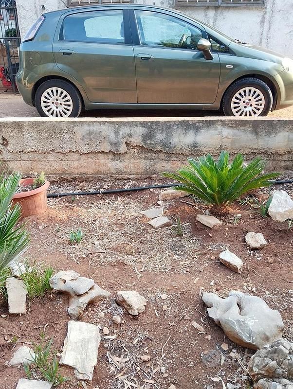 Usata Fiat Punto Evo 75 CV (55 kW) 2010 Verde Utilitaria