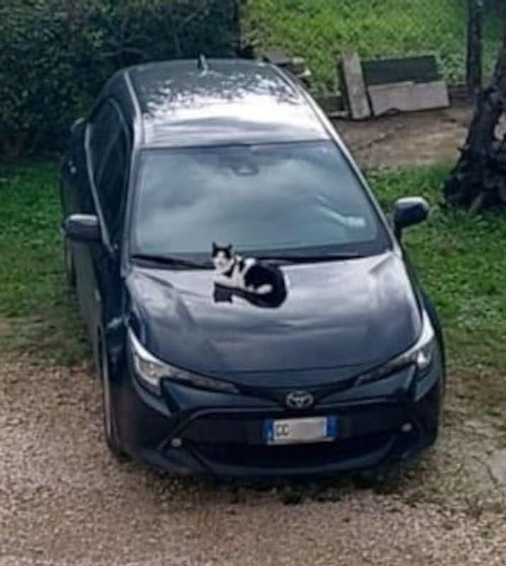 Usata Toyota Corolla Active 98 CV (72 kW) 2021 Nero Berlina