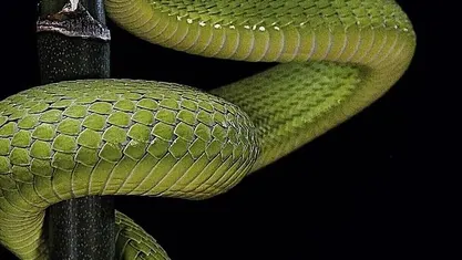 Usata Porsche 911 165 CV (121 kW) 1970 Cabrio