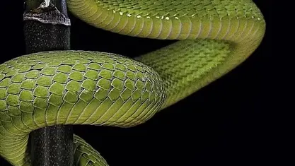 Usata Porsche 911 165 CV (121 kW) 1970 Verde Cabrio