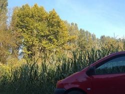 Rosso Usata 2003 Renault Twingo Due volumi | 2300 €