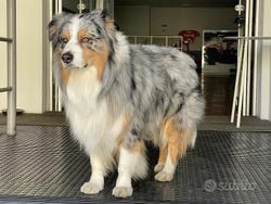 Nero Usata 2008 Audi Q7 Advanced Plus SUV | 6700 € (Buon prezzo)