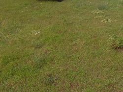 Rosso Usata 1992 Suzuki Vitara SUV | 5000 €