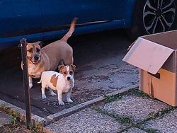 Blu Usata 2023 Ford Puma ST-Line SUV | 17.000 € (Ottimo prezzo)