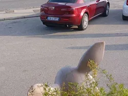 Usata 2009 Alfa Romeo 159 Tre volumi | 1400 € (Super prezzo)