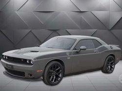Grigio Usata 2019 Dodge Challenger SXT Coupé | 36.500 € (Cara)