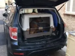 Blu/azzurro Usata 2011 Subaru Forester Trend SUV | 6000 € (Molto cara)