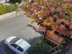 Bianco Usata 2011 Renault Clio II | 4000 € (Cara)