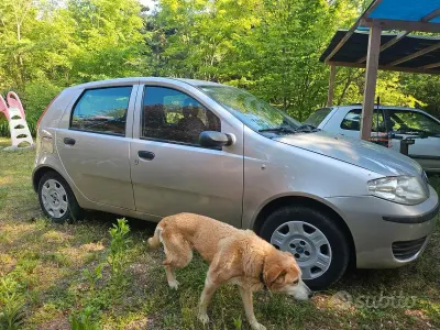 Usata Fiat Punto Active 60 CV (44 kW) 2005 Grigio Utilitaria
