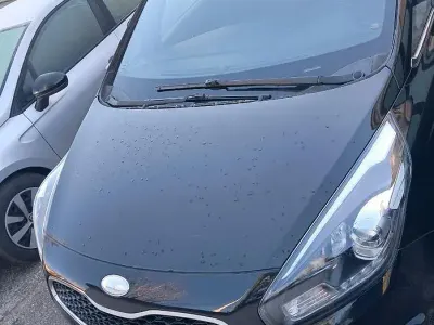 Usata Kia Carens