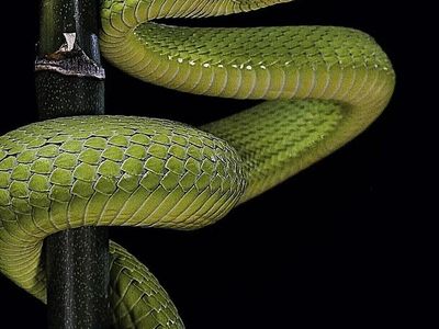 Usata Porsche 911 165 CV (121 kW) 1970 Verde Cabrio