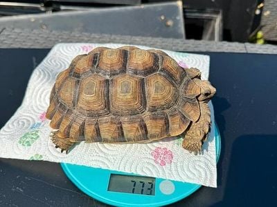 Occasion Opel Crossland 2019 Blanc SUV