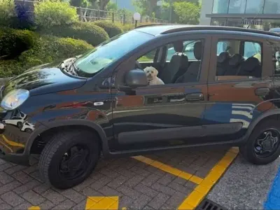 Usata Fiat Panda Cross