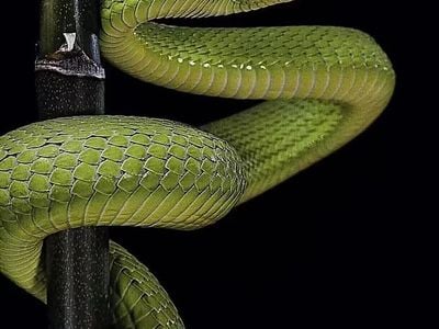 Usata Porsche 911 165 CV (121 kW) 1970 Verde Cabrio