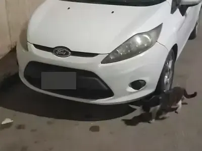 Usata Ford Fiesta