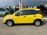 Usata Fiat Panda S 2024 Giallo(met.) Utilitaria
