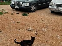 Usata Mercedes E200 1991 Nero Berlina