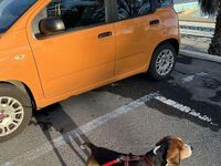 Usata Fiat Panda Easy 69 CV (50 kW) 2020 Utilitaria