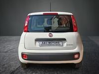 Usata Fiat Panda Easy 70 CV (51 kW) 2021 Bianco Utilitaria
