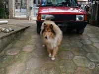 Usata Innocenti Mini 12 CV (8 kW) 1981 Utilitaria